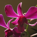 Dendrobium-purple-sarah-2008-11-21-IMG 1581