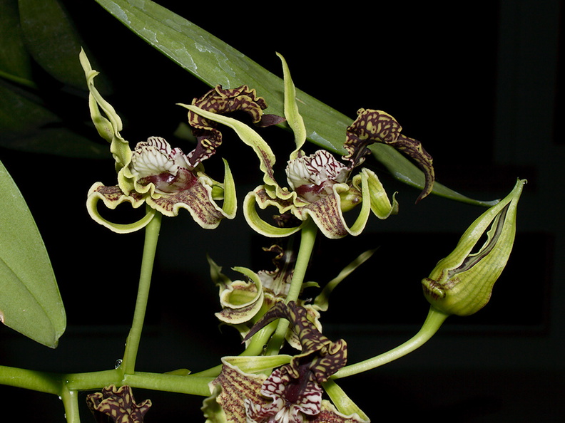 Dendrobium-spectabile-2011-10-15-IMG 3408