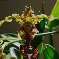 Dendrobium-spectabile-2011-10-28-IMG 9898