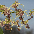 Dendrobium-spectabile-2012-06-19-IMG_5418.jpg