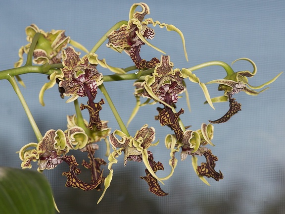Dendrobium-spectabile-Hogwarts-orchid-2012-06-19-IMG 5353-4