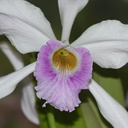Laelia-purpurea-2012-06-19-IMG 5353-1