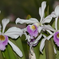 Laelia-purpurea-2012-06-19-IMG_5353-6.jpg