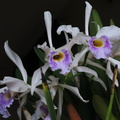 Laelia-violet-lip-white-petals-2014-05-28-IMG_3876.jpg