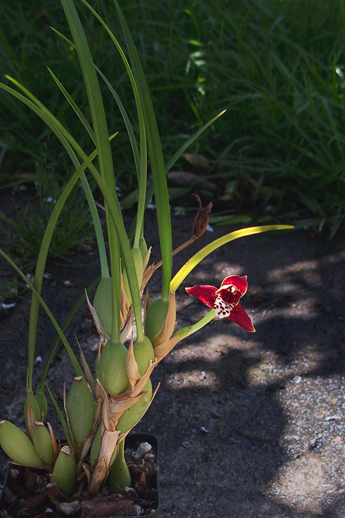 Maxillaria-tenuifolia-2012-04-17-IMG 1562