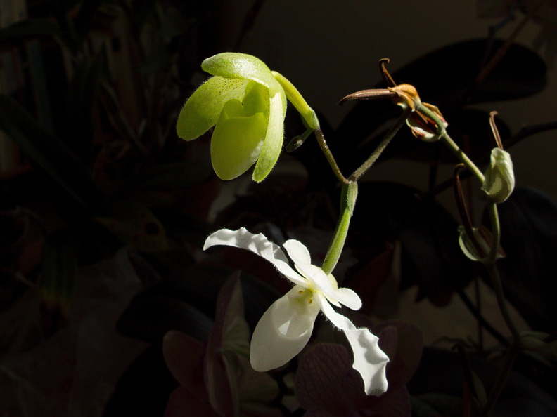Paphiopedilum-niveum-opening-bud-and-flower-2009-11-03-IMG_3453.jpg