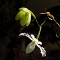 Paphiopedilum-niveum-opening-bud-and-flower-2009-11-03-IMG 3453