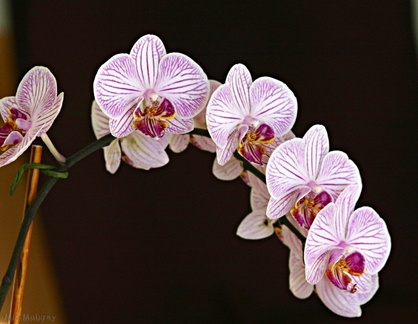 Phalaenopsis-pinky-veined-2