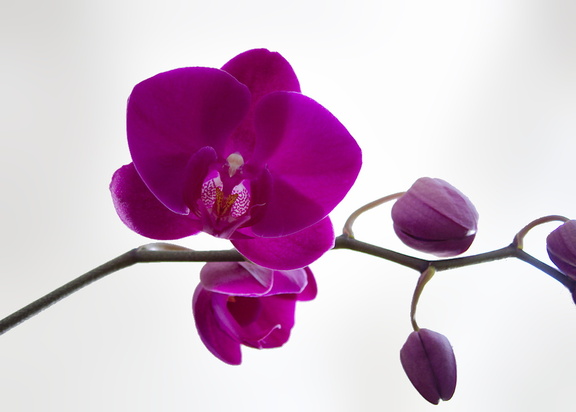 burgundy-Phalaenopsis-2013-05-26-IMG 0883