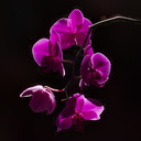 burgundy-phalaenopsis-2013-10-17-IMG 2948