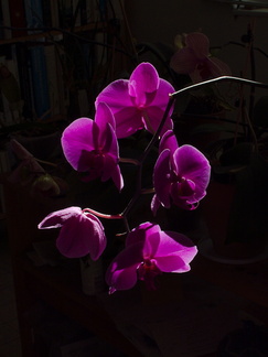 burgundy-phalaenopsis-2013-10-17-IMG 2948 1