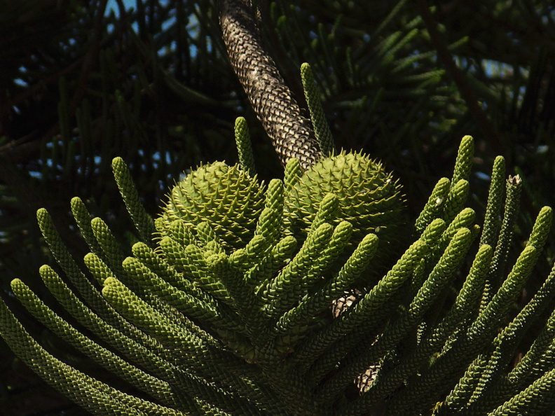Araucaria-cunninghamii-hoop-pine-cones-Hueneme-street-tree-2012-04-26-IMG 1590
