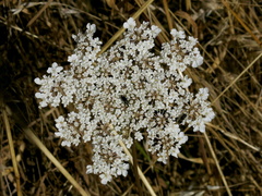 Corvallis-hike-Queen-Annes-lace-2017-08-26-IMG 8648