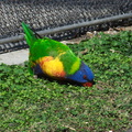 Edwards-rainbow-lorikeet-LA Aquarium-2011-11-05-IMG 0018