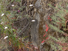 Malacothrix-saxatilis-cliff-aster-and-Epilobium-canum-California-fuchsia-Silver-Lake-Los-Angeles-2015-05-25-IMG 5019