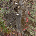 Malacothrix-saxatilis-cliff-aster-and-Epilobium-canum-California-fuchsia-Silver-Lake-Los-Angeles-2015-05-25-IMG 5019