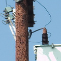 acorn-woodpecker-Melanerpes-formicivorus-Pasadena-2011-10-15-IMG 9881