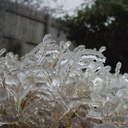 bermudagrass icestorm detail