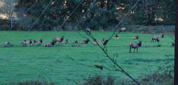 elk-herd-Oregon-2014-11-08-IMG 0275.