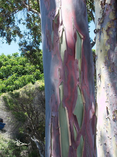 eucalyptus-bark-Port-Hueneme-street-2012-08-14-IMG 2652