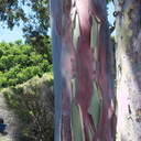 eucalyptus-bark-Port-Hueneme-street-2012-08-14-IMG 2652