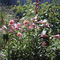 garden_lilies1.jpg