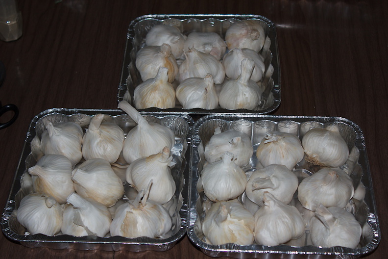 garlic-in-trays-201303-09-IMG_7569.jpg