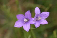 purple-wildflower-meadow-Sunrise-Point-Bryce-img 1024