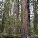 redwoods pk2-OR-2000-08-05