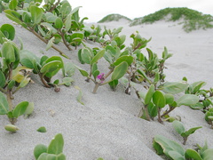 sand-verbena-Ormond-Beach-2011-01-07-IMG 6874