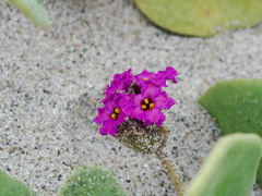 sand-verbena-Ormond-Beach-2011-01-07-IMG 6875