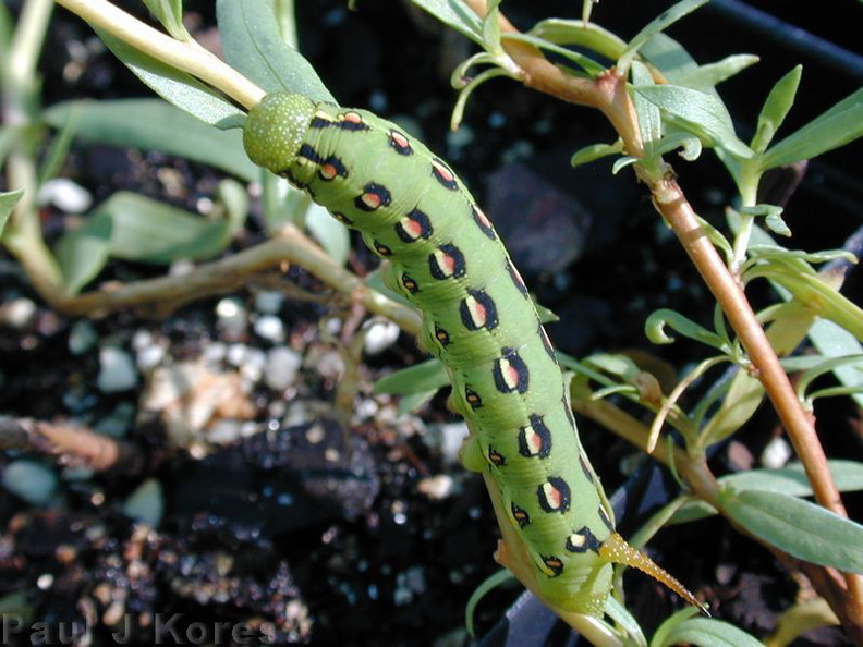 sphingid-caterpillar-1-on-Gaura.jpg