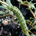 sphingid-caterpillar-1-on-Gaura