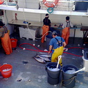 tuna-boat-workers-img 007-2012-03-10