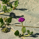 Abronia-maritima-sand-verbena-Ormond-Beach-2008-04-15-img 6926