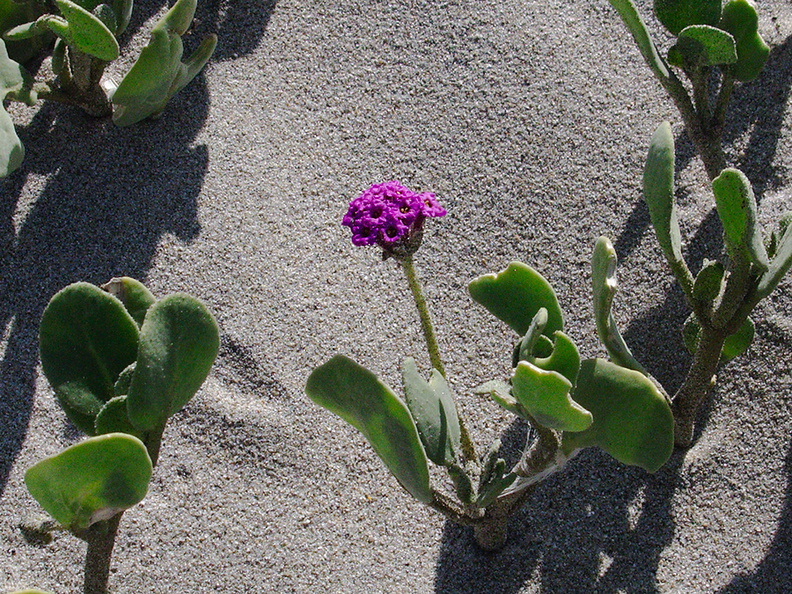 Abronia-maritima-sand-verbena-Ormond-Beach-2012-03-13-IMG_1083.jpg