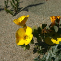 Camissonia-cheiranthifolia-beach-primrose-Ormond-Beach-2008-04-15-img_6938.jpg