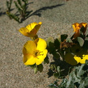 Camissonia-cheiranthifolia-beach-primrose-Ormond-Beach-2008-04-15-img 6938