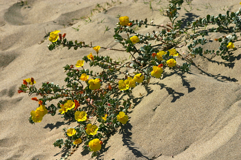 Camissonia-cheiranthifolia-beach-primrose-Ormond-Beach-2008-04-15-img_6944.jpg
