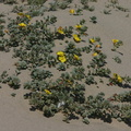 camissonia-cheiranthifolia-beach-primrose-2004-04-07-img_2524.jpg
