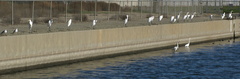 great-egrets-lined-up-on-canal-2008-12-13-IMG 1618