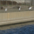 great-egrets-lined-up-on-canal-2008-12-13-IMG_1618.jpg
