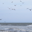 gulls-flying-ormond-2008-11-04-IMG 1481