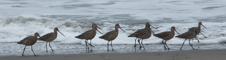 marbled-godwits-Limosa-fedoa-Hueneme-Beach-2012-04-30-IMG 1699