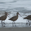 marbled-godwits-Limosa-fedoa-Hueneme-Beach-2012-04-30-IMG 1699
