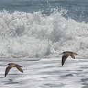 marbled-godwits-Limosa-fedoa-Ormond-Beach-2012-03-13-IMG 4286