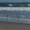 marbled-godwits-Ormond-Beach-Port-Hueneme-2012-09-18-IMG_2795.jpg