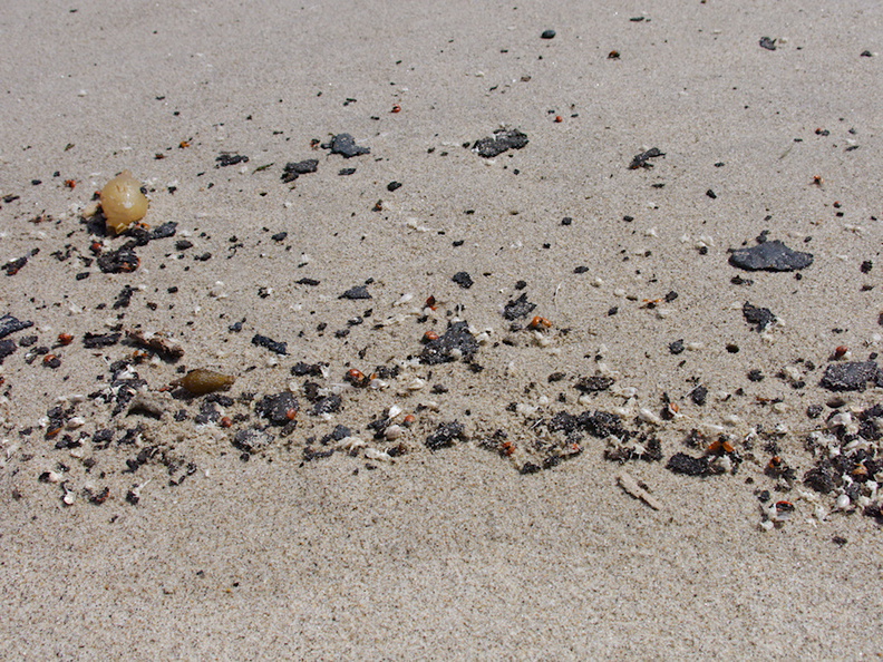 oil-tar-fragments-washed-up-on-Ormond-Beach-2013-04-15-IMG 0539