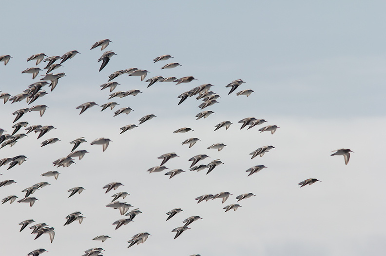 sanderlings-Calidris-alba-flying-Ormond-Beach-2012-03-13-IMG 4302
