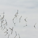 sanderlings-Calidris-alba-flying-Ormond-Beach-2012-03-13-IMG 4304